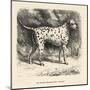 Mr. Fawdrys Dalmation Dog Captain-null-Mounted Art Print