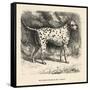 Mr. Fawdrys Dalmation Dog Captain-null-Framed Stretched Canvas