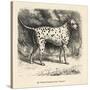 Mr. Fawdrys Dalmation Dog Captain-null-Stretched Canvas