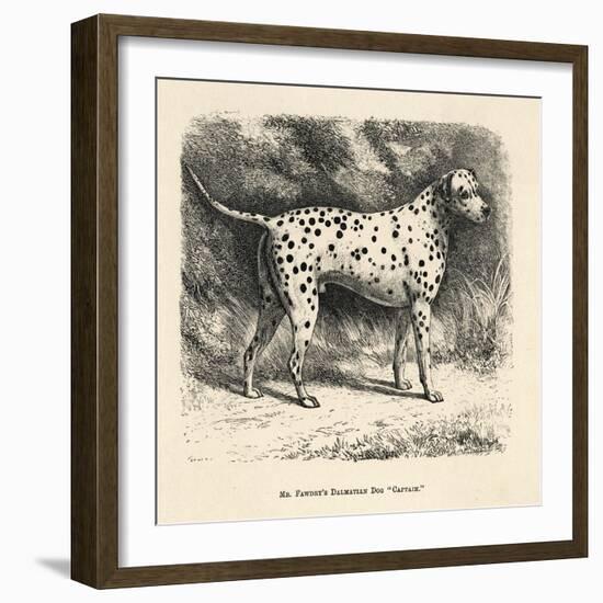 Mr. Fawdrys Dalmation Dog Captain-null-Framed Art Print