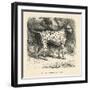 Mr. Fawdrys Dalmation Dog Captain-null-Framed Art Print