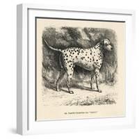 Mr. Fawdrys Dalmation Dog Captain-null-Framed Art Print