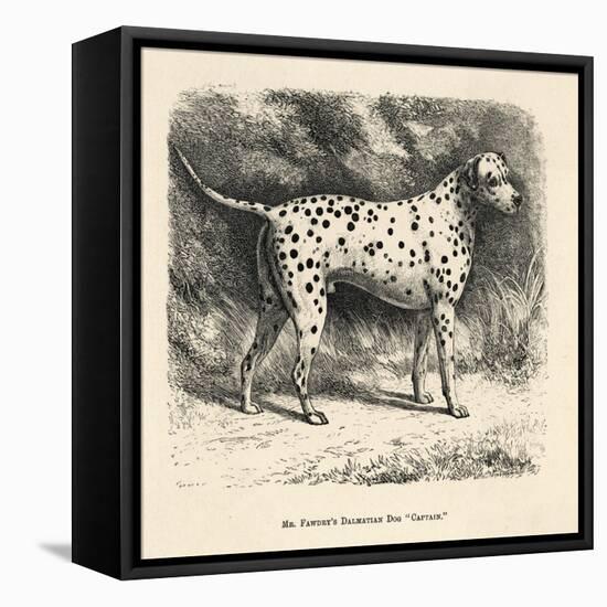 Mr. Fawdrys Dalmation Dog Captain-null-Framed Stretched Canvas