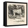 Mr. Fawdrys Dalmation Dog Captain-null-Framed Stretched Canvas