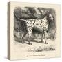 Mr. Fawdrys Dalmation Dog Captain-null-Stretched Canvas