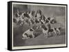 Mr J Moss's Pack of Basset-Hounds at Bishops Waltham, Near Winchester-Valentine Thomas Garland-Framed Stretched Canvas