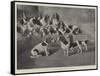 Mr J Moss's Pack of Basset-Hounds at Bishops Waltham, Near Winchester-Valentine Thomas Garland-Framed Stretched Canvas