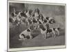 Mr J Moss's Pack of Basset-Hounds at Bishops Waltham, Near Winchester-Valentine Thomas Garland-Mounted Giclee Print