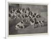 Mr J Moss's Pack of Basset-Hounds at Bishops Waltham, Near Winchester-Valentine Thomas Garland-Framed Giclee Print