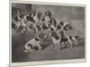 Mr J Moss's Pack of Basset-Hounds at Bishops Waltham, Near Winchester-Valentine Thomas Garland-Mounted Giclee Print