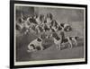 Mr J Moss's Pack of Basset-Hounds at Bishops Waltham, Near Winchester-Valentine Thomas Garland-Framed Giclee Print