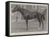 Mr Jersey'S Merman, Winner of the Gold Cup at Ascot-null-Framed Stretched Canvas