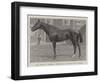 Mr Jersey'S Merman, Winner of the Gold Cup at Ascot-null-Framed Giclee Print