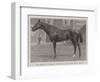 Mr Jersey'S Merman, Winner of the Gold Cup at Ascot-null-Framed Giclee Print