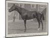 Mr Jersey'S Merman, Winner of the Gold Cup at Ascot-null-Mounted Giclee Print