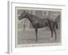 Mr Jersey'S Merman, Winner of the Gold Cup at Ascot-null-Framed Giclee Print