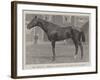 Mr Jersey'S Merman, Winner of the Gold Cup at Ascot-null-Framed Giclee Print