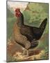 Mr. John Martin's Single Combed Dorking Hen-J^ W^ Ludlow-Mounted Premium Giclee Print