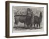 Mr Ledger's Alpacas and Llamas at Sophienburg, the Seat of Mr Atkinson, New South Wales-null-Framed Giclee Print