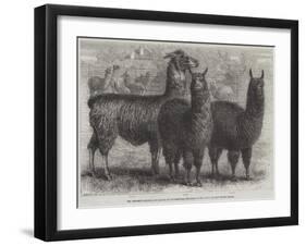 Mr Ledger's Alpacas and Llamas at Sophienburg, the Seat of Mr Atkinson, New South Wales-null-Framed Giclee Print