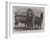 Mr Ledger's Alpacas and Llamas at Sophienburg, the Seat of Mr Atkinson, New South Wales-null-Framed Giclee Print