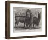 Mr Ledger's Alpacas and Llamas at Sophienburg, the Seat of Mr Atkinson, New South Wales-null-Framed Giclee Print