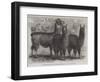 Mr Ledger's Alpacas and Llamas at Sophienburg, the Seat of Mr Atkinson, New South Wales-null-Framed Giclee Print