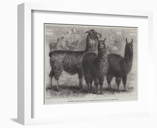 Mr Ledger's Alpacas and Llamas at Sophienburg, the Seat of Mr Atkinson, New South Wales-null-Framed Giclee Print