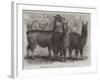 Mr Ledger's Alpacas and Llamas at Sophienburg, the Seat of Mr Atkinson, New South Wales-null-Framed Giclee Print