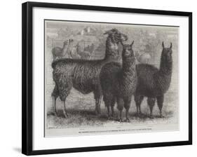 Mr Ledger's Alpacas and Llamas at Sophienburg, the Seat of Mr Atkinson, New South Wales-null-Framed Giclee Print