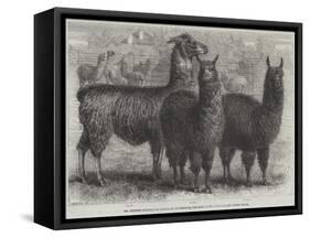 Mr Ledger's Alpacas and Llamas at Sophienburg, the Seat of Mr Atkinson, New South Wales-null-Framed Stretched Canvas