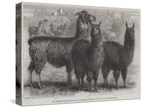 Mr Ledger's Alpacas and Llamas at Sophienburg, the Seat of Mr Atkinson, New South Wales-null-Stretched Canvas