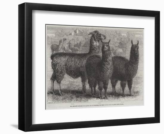 Mr Ledger's Alpacas and Llamas at Sophienburg, the Seat of Mr Atkinson, New South Wales-null-Framed Premium Giclee Print