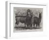 Mr Ledger's Alpacas and Llamas at Sophienburg, the Seat of Mr Atkinson, New South Wales-null-Framed Premium Giclee Print