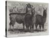 Mr Ledger's Alpacas and Llamas at Sophienburg, the Seat of Mr Atkinson, New South Wales-null-Stretched Canvas