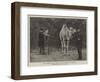 Mr Onslow Ford, Ara, at the Zoological Gardens-null-Framed Premium Giclee Print