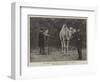 Mr Onslow Ford, Ara, at the Zoological Gardens-null-Framed Premium Giclee Print