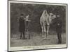 Mr Onslow Ford, Ara, at the Zoological Gardens-null-Mounted Premium Giclee Print