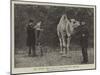 Mr Onslow Ford, Ara, at the Zoological Gardens-null-Mounted Giclee Print