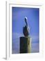 Mr. Pelican I-Alan Hausenflock-Framed Photographic Print