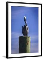 Mr. Pelican I-Alan Hausenflock-Framed Photographic Print