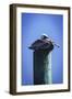 Mr. Pelican II-Alan Hausenflock-Framed Photographic Print