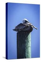 Mr. Pelican II-Alan Hausenflock-Stretched Canvas