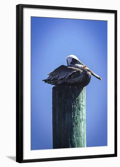 Mr. Pelican II-Alan Hausenflock-Framed Photographic Print