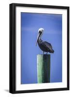 Mr. Pelican III-Alan Hausenflock-Framed Photographic Print