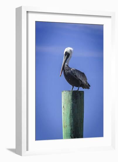 Mr. Pelican III-Alan Hausenflock-Framed Photographic Print