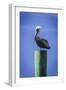 Mr. Pelican III-Alan Hausenflock-Framed Photographic Print