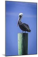 Mr. Pelican III-Alan Hausenflock-Mounted Photographic Print