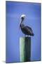 Mr. Pelican III-Alan Hausenflock-Mounted Photographic Print