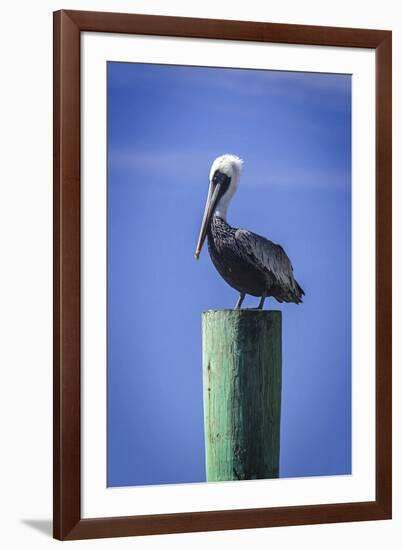 Mr. Pelican III-Alan Hausenflock-Framed Photographic Print